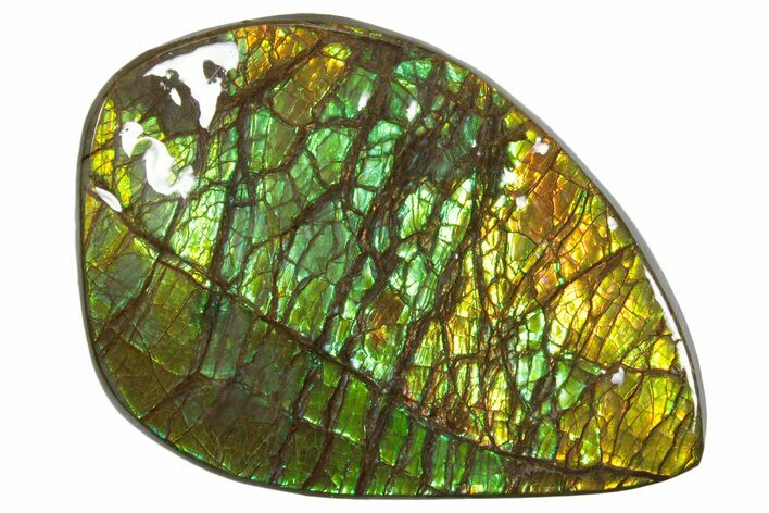 Iridescent Ammolite (Fossil Ammonite Shell) - Brilliant Greens #336311